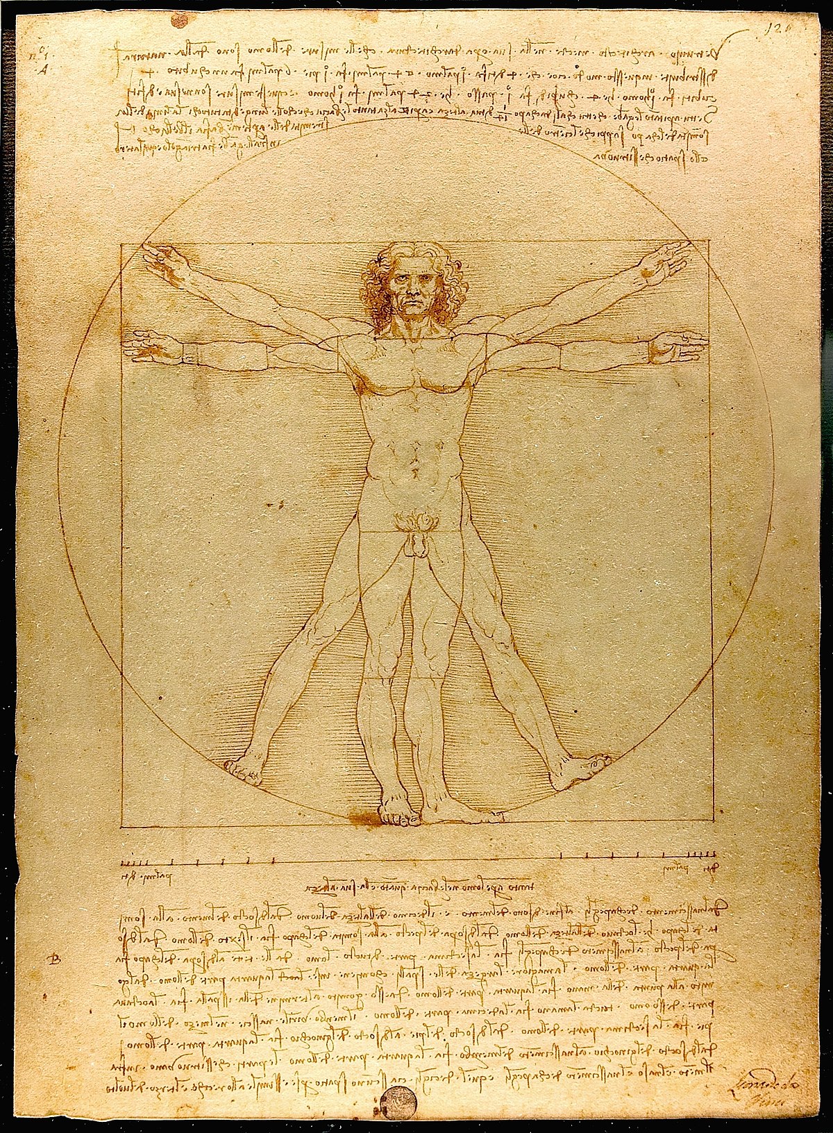 vitruvian-man.jpg